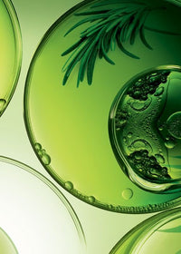 Green Tea Polyphenols